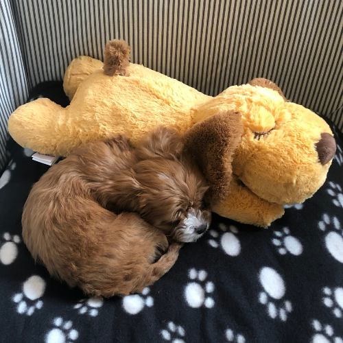 Heartbeat Snuggle Buddy