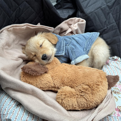 Heartbeat Snuggle Buddy