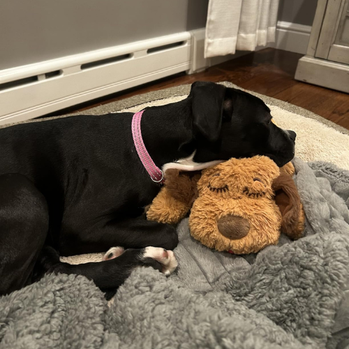 Heartbeat Snuggle Buddy