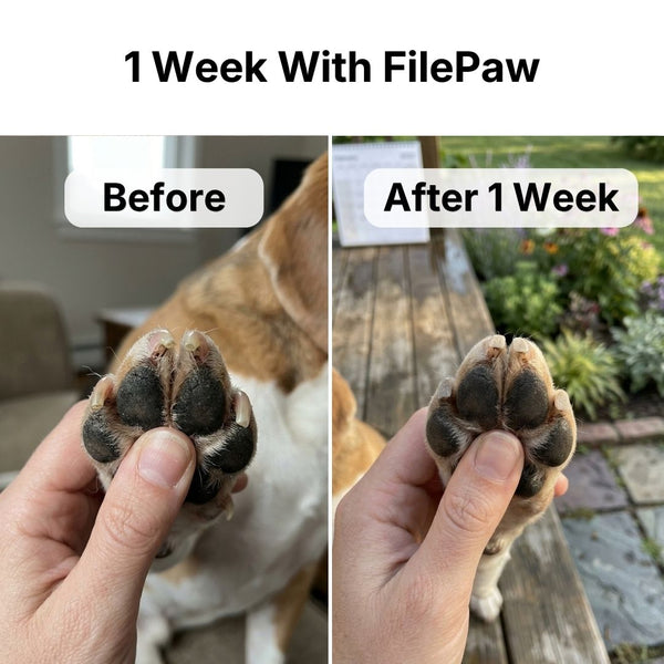 FilePaw Dog Nail File Board