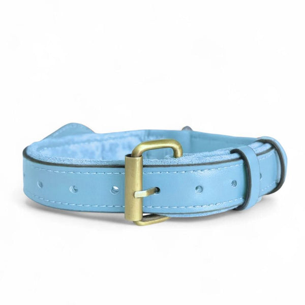 Light blue dog collar with a brass buckle on a white background